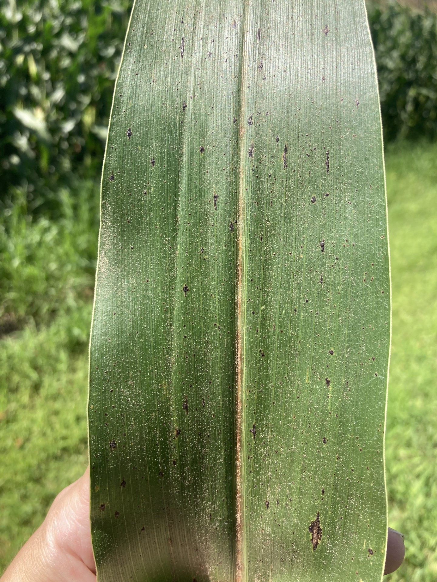 Corn leaf with black spots. 